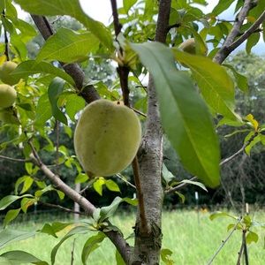 Meet your Posher, Sierra